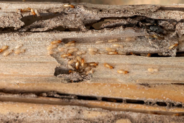 Best Exterminator Services  in Edgard, LA
